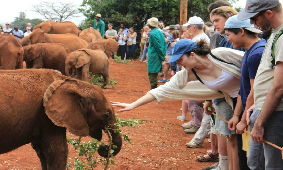 David Sheldrick Elephant Orphanage scaled