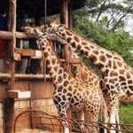 Giraffe Centre Nairobi Kenya - Best things to do in Nairobi with Adeli Kenya Safaris
