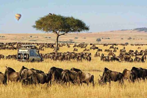 2 Days Masai Mara Kenya luxury flight safari from Nairobi