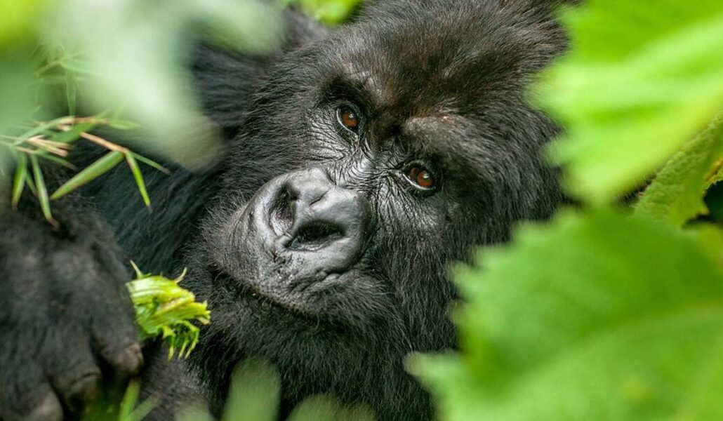Mgahinga Gorilla National Park Rwanda - Rwanda mountain gorilla trekking tours and safaris with Adeli Adeli Kenya Safaris