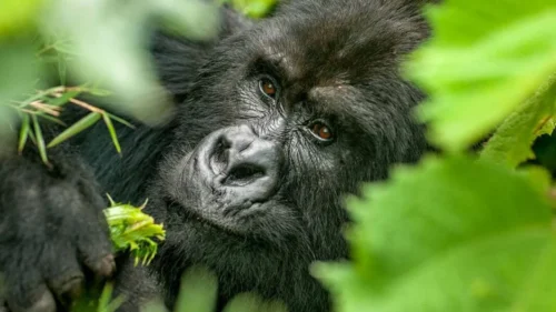 Things to do in Rwanda: Gorilla trekking Africa safari tour packages from Nairobi Kenya