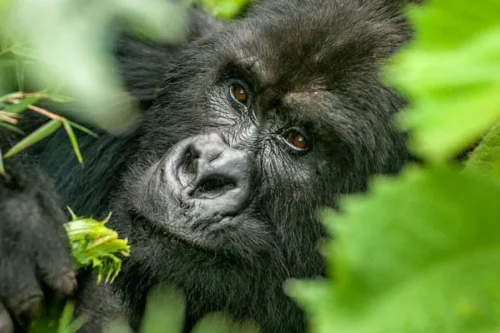 Things to do in Rwanda: Gorilla trekking Africa safari tour packages