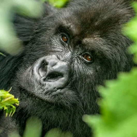 Rwanda Gorilla trekking tours with Adeli Kenya Safaris