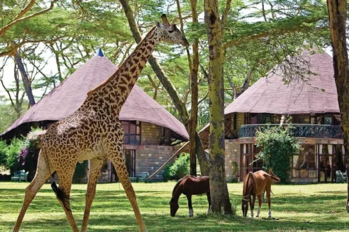Lake Naivasha Sopa Lodge Book Lake Naivasha Self drive hotel deals for Kenya residents with Adeli Kenya Safaris scaled