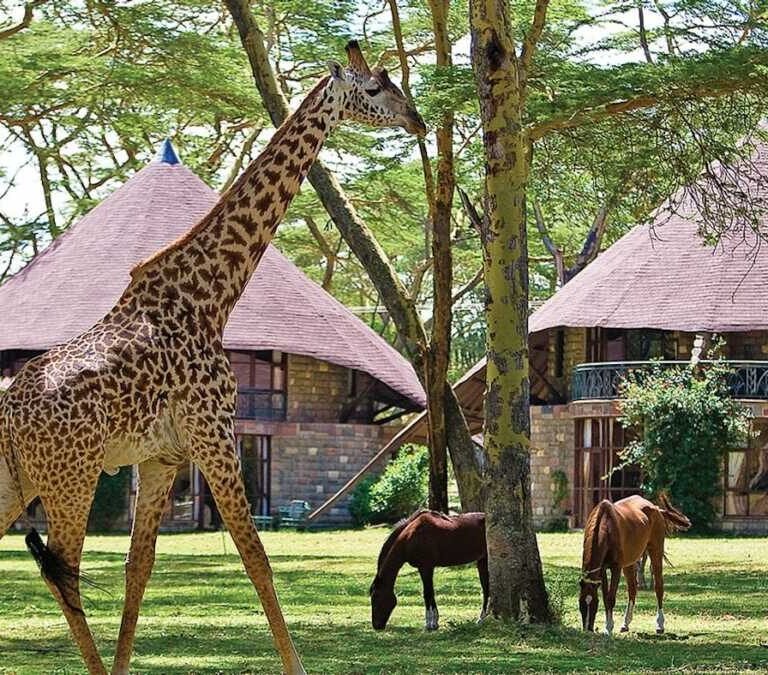 Lake Naivasha Sopa Lodge - Book Lake Naivasha Self drive hotel deals for Kenya residents with Adeli Kenya Safaris