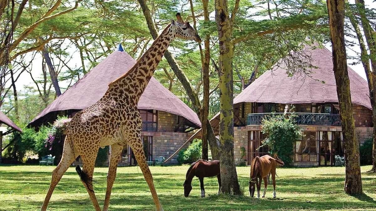 Lake Naivasha Sopa Lodge Book Lake Naivasha Self drive hotel deals for Kenya residents with Adeli Kenya Safaris scaled