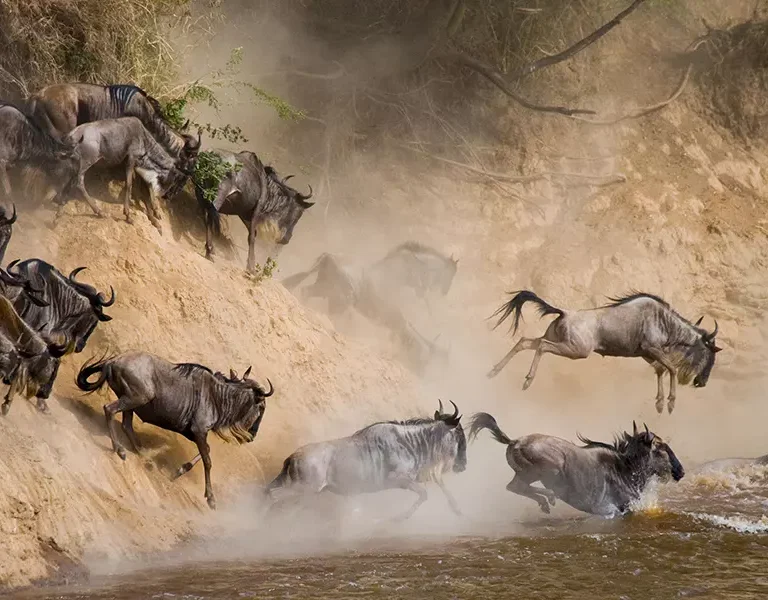 Masai Mara wildebeest Migration safari tours-book with Adeli Kenya Safaris