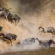 Masai Mara wildebeest Migration safari tours-book with Adeli Kenya Safaris