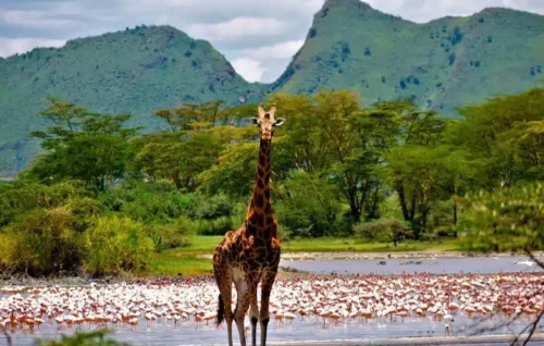 Serena Elementaita Camp at lake elmenteita Book best African safaris in Kenya with Adeli Kenya Safaris