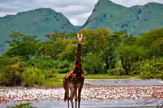 Serena Elementaita Camp at lake elmenteita Book best African safaris in Kenya with Adeli Kenya Safaris