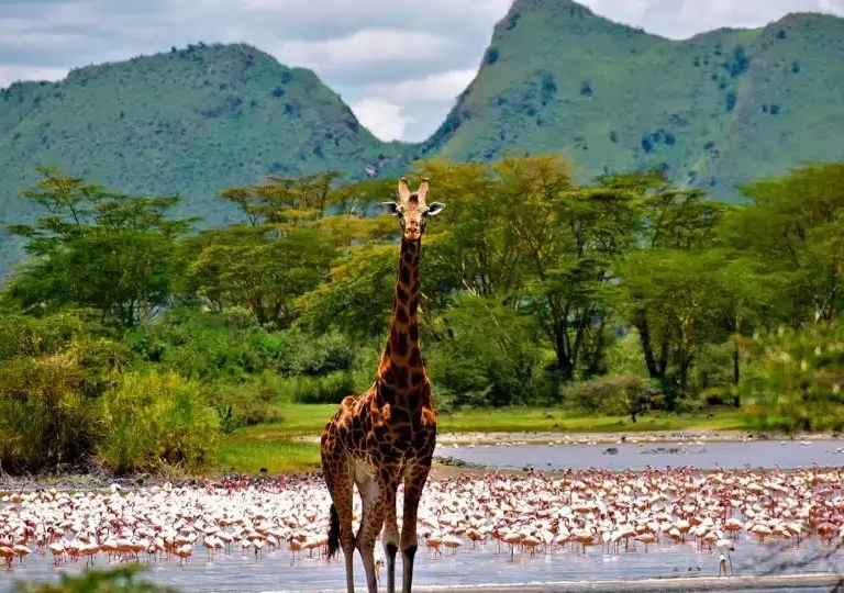 Serena Elementaita Camp at lake elmenteita - Book best African safaris in Kenya with Adeli Kenya Safaris
