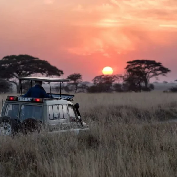 Tanzania Safaris from Arusha Adeli Kenya Safaris scaled scaled 1 Tanzania Safaris from Arusha Adeli Kenya Safaris scaled scaled