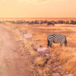 Book best Africa Luxury Safaris in Kenya & East Africa explore best wildlife parks,, wildebeest migration, big five, big cats, cultures, beaches & natural wonders