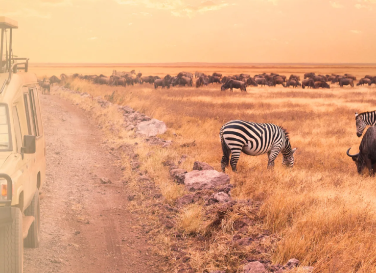 Adeli Kenya Safaris is the best Africa tour operator & travel agency in Kenya that offers Kenya safaris and Tanzania safaris