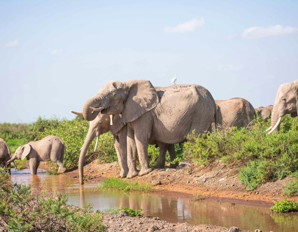 Elephants at Amboseli National Park in Kenya - book luxury africa kenya safaris with Adeli Kenya Safaris - best Africa safari tour operator & travel agency in kenya