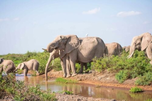 Elephants at Amboseli National Park in Kenya - book luxury africa kenya safaris with Adeli Kenya Safaris - best Africa safari tour operator & travel agency in kenya