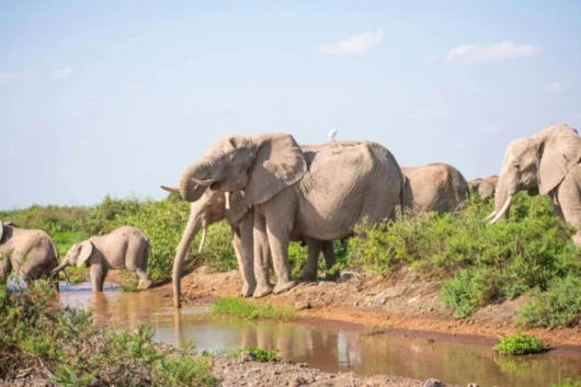 Elephants at Amboseli National Park in Kenya book luxury africa kenya safaris with Adeli Kenya Safaris best Africa safari tour operator travel agency in kenya scaled