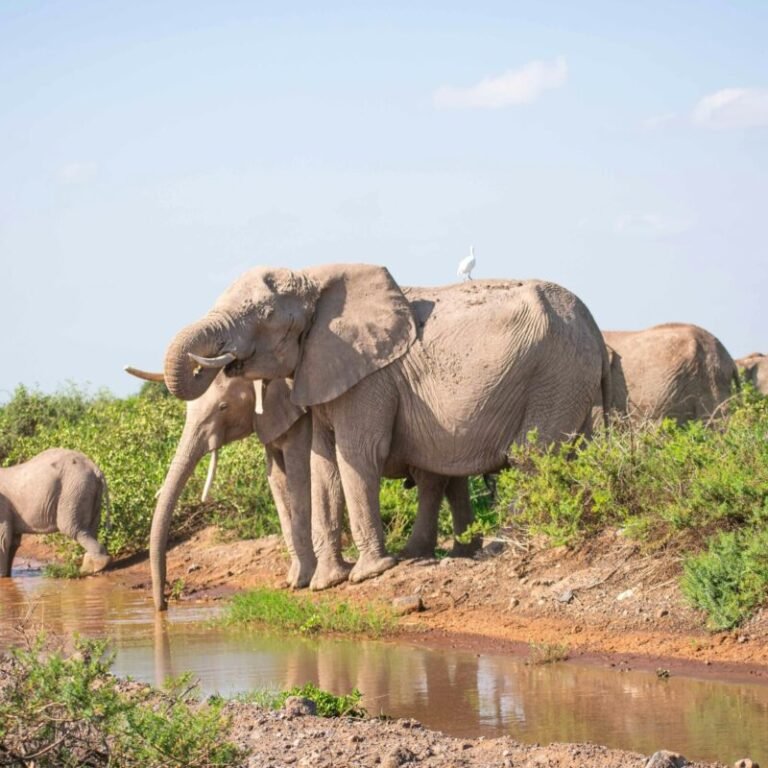 Elephants at Amboseli National Park in Kenya - book luxury africa kenya safaris with Adeli Kenya Safaris - best Africa safari tour operator & travel agency in kenya