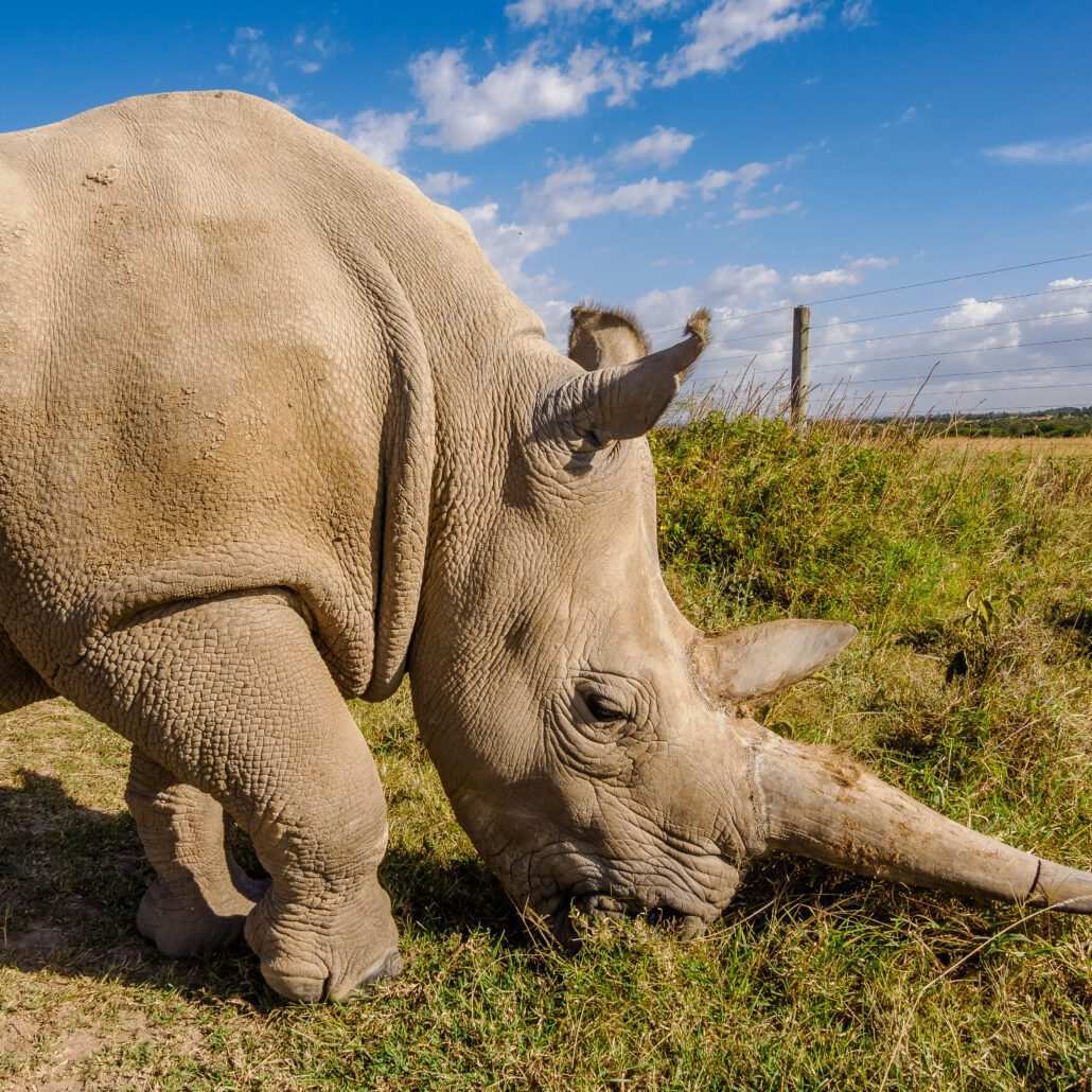 Rhino at Ol Pejeta Wildlife conservancy - book best Africa wildlife safari in Kenya with Adeli Kenya Safaris