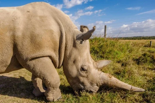 Rhino at Ol Pejeta Wildlife conservancy.Lose yourself in the journey