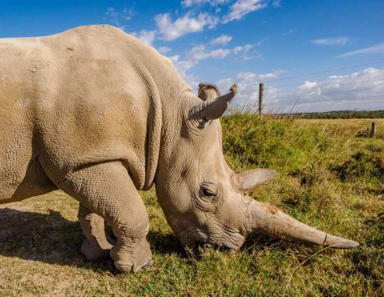 Rhino at Ol Pejeta Wildlife conservancy book best Africa wildlife safari in Kenya 2 scaled