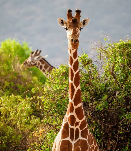 Samburu National Reserve book best Africa safari holiday in Kenya scaled