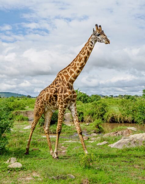 Serengeti National Park Tanzania - Book best Kenya safaris, Tanzania safaris and Africa safari holidays with Adeli Kenya Safaris