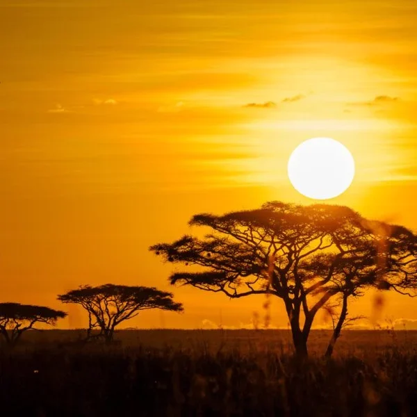 African sunset at Serengeti National Park Tanzania. Book Africa safari tour packages with Adeli Kenya Safaris. Kenya safaris, Tanzania tours, Zanzibar holidays, gorilla trekking & Nairobi excursions.