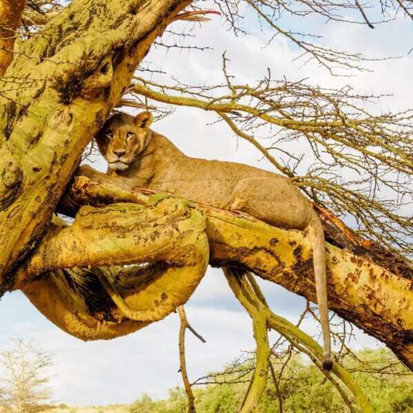Tree climbing Lion Lake Nakuru National Park Kenya Book best Africa bird watching tour and Kenya safari tour packages scaled 1 Tree climbing Lion Lake Nakuru National Park Kenya Book best Africa bird watching tour and Kenya safari tour packages scaled