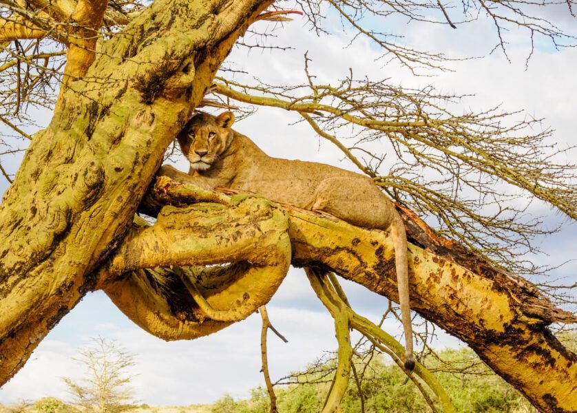 Tree climbing Lion Lake Nakuru National Park Kenya Book best Africa bird watching tour and Kenya safari tour packages scaled