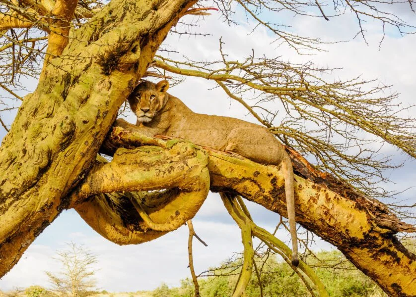 Tree climbing Lion Lake Nakuru National Park Kenya Book best Africa bird watching tour and Kenya safari tour packages scaled
