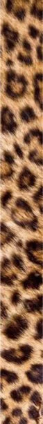 Cheetah pattern Adeli Kenya Safaris