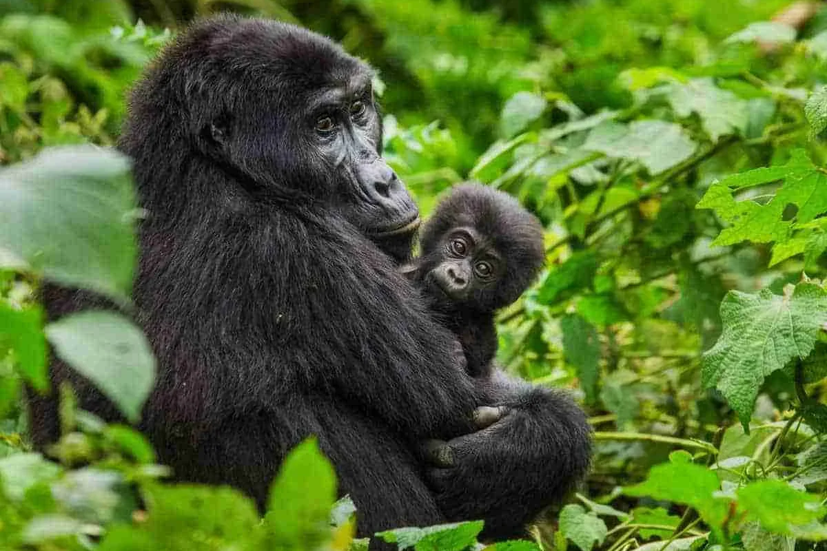 Uganda gorilla trekking tours Adeli Kenya Safaris best Africa sustainable safari tour company in Kenya