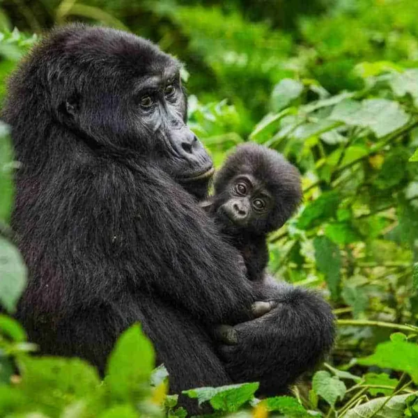 Uganda gorilla trekking tours Adeli Kenya Safaris best Africa sustainable safari tour company in Kenya