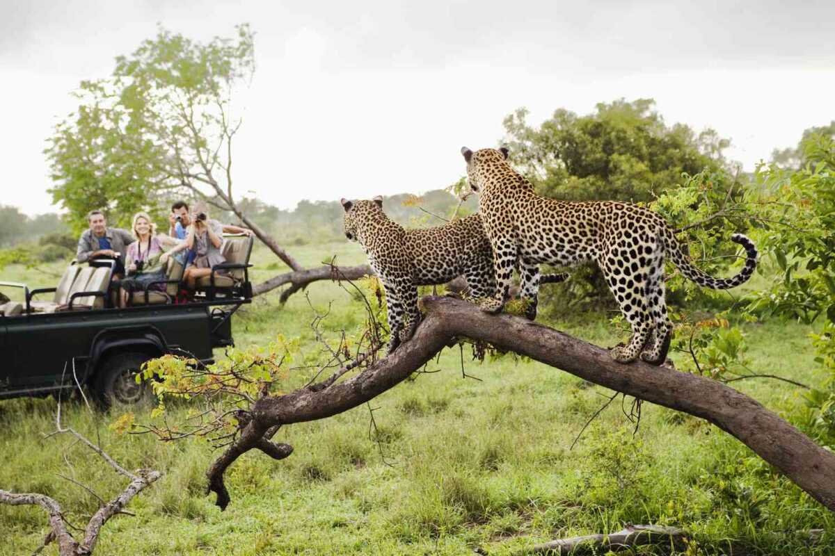 Kruger National Park in South Africa - best know for the big 5 of Africa - explore South Africa tour packages with Adeli Kenya Safaris
