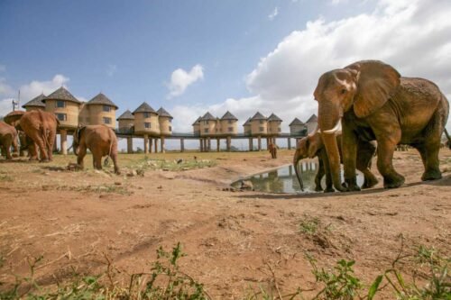 Salt Lick Safari Lodge - World's most photographed safari Lodge located Taita Hills Wildlife conservancy - Book your Africa Kenya safari with Adeli kenya Safaris