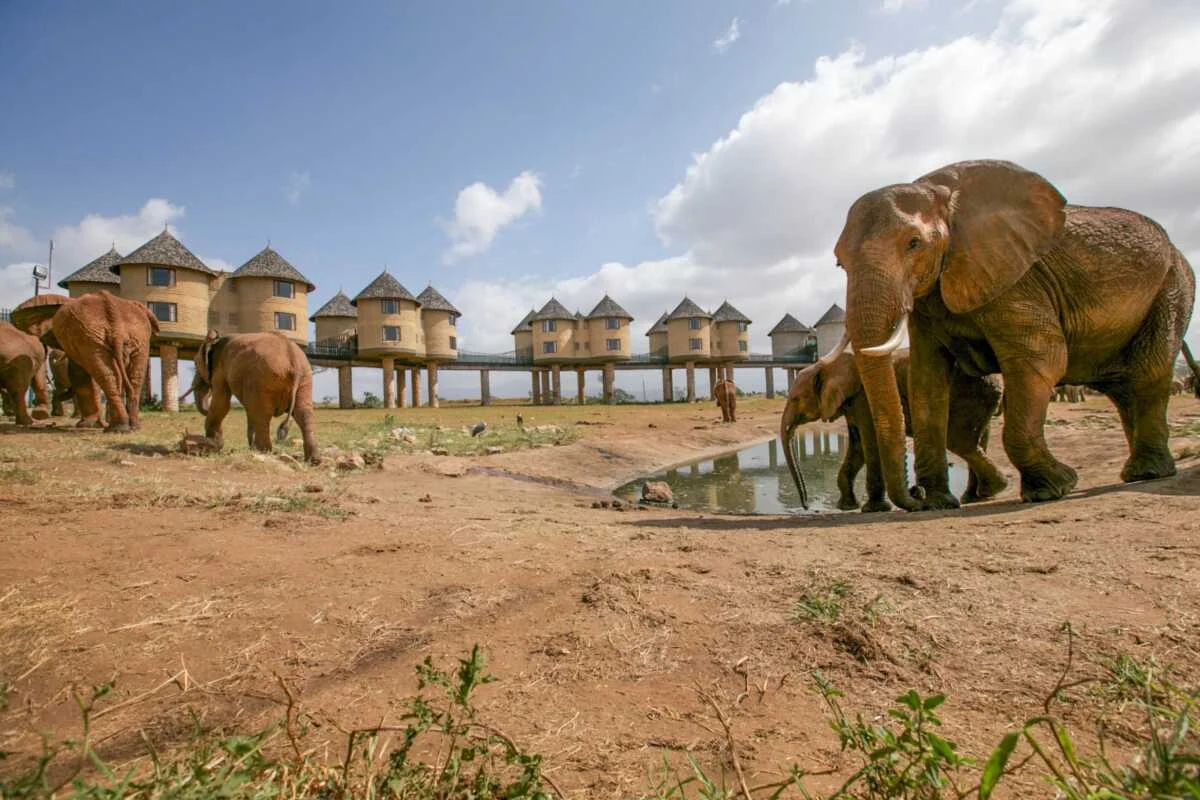 Salt Lick Safari Lodge in Kenya - the Worlds most photographed safari Lodge located Taita Hills Wildlife conservancy - Book Luxury Africa Wildlife and wildebeest migration safaris in Kenya and Tanzania with Adeli Kenya Safaris - best Africa safari tour operator & travel agency in Kenya