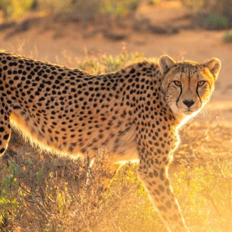 Leopard at Masai Mara National Reserve in Kenya - Book your Masai Mara Kenya wildebeest migration and big cat safari with Adeli Kenya Safaris