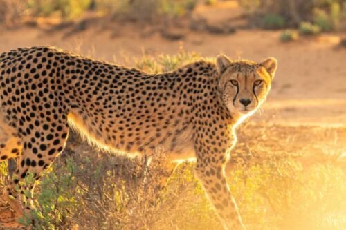 Leopard at Masai Mara National Reserve in Kenya - Book your Masai Mara Kenya wildebeest migration and big cat safari with Adeli Kenya Safaris