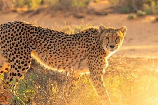 Leopard at Masai Mara National Reserve in Kenya. Book Africa safari tour packages with Adeli Kenya Safaris. Kenya safaris, Tanzania tours, Zanzibar holidays, gorilla trekking & Nairobi excursions.