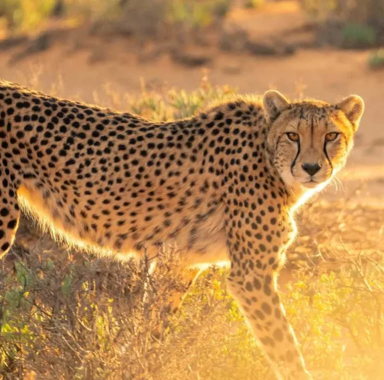 Leopard at Masai Mara National Reserve in Kenya. Book Africa safari tour packages with Adeli Kenya Safaris. Kenya safaris, Tanzania tours, Zanzibar holidays, gorilla trekking & Nairobi excursions.