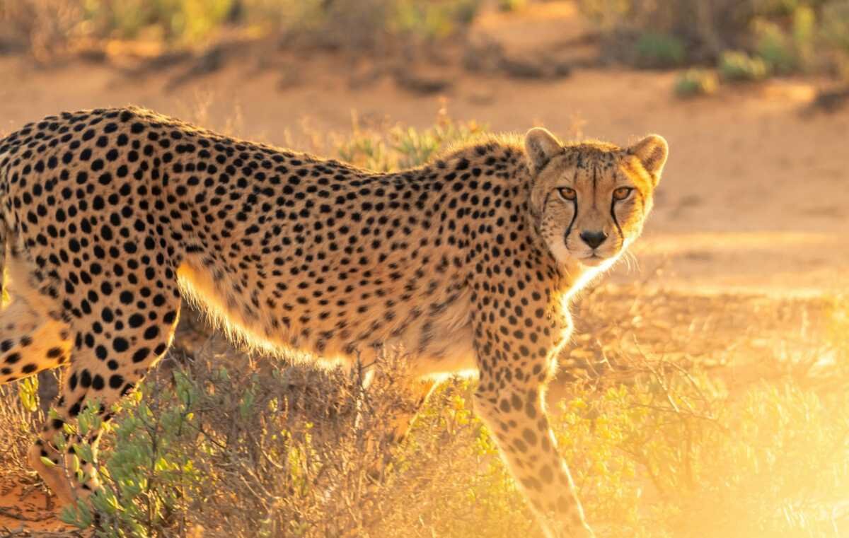 Leopard at Masai Mara National Reserve in Kenya -Book your Masai Mara Kenya wildebeest migration and big cat safari with Adeli Kenya Safaris
