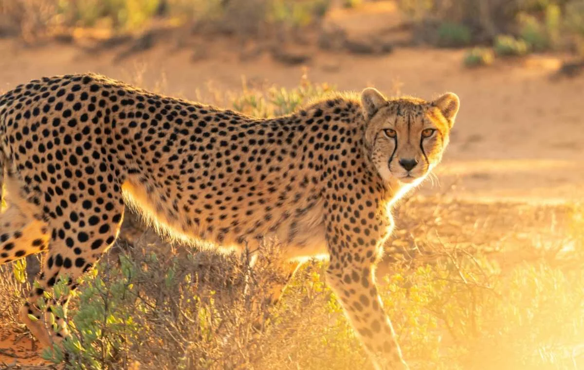 Masai Mara vs Amboseli: Kenya Safari Comparison - Which is the Best? 1 Leopard at Masai Mara National Reserve in Kenya -Book your Masai Mara Kenya wildebeest migration and big cat safari with Adeli Kenya Safaris