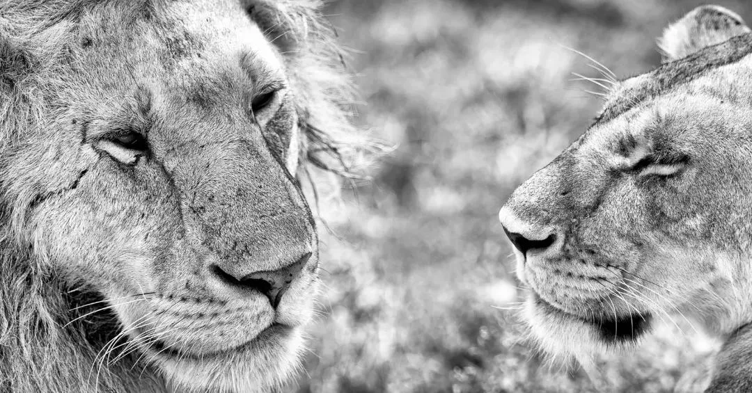 Africa lion safari tour packages in Kenya with Adeli Kenya Safaris - best tours and travel agency in Nairobi Kenya
