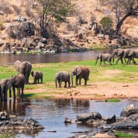 Herds of elephants at Ruaha National Park Tanzania - Explore Tanzania Southern Safari Circuit with Adeli Kenya Safaris