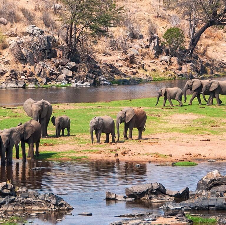 Herds of elephants at Ruaha National Park Tanzania - Explore Tanzania Southern Safari Circuit with Adeli Kenya Safaris
