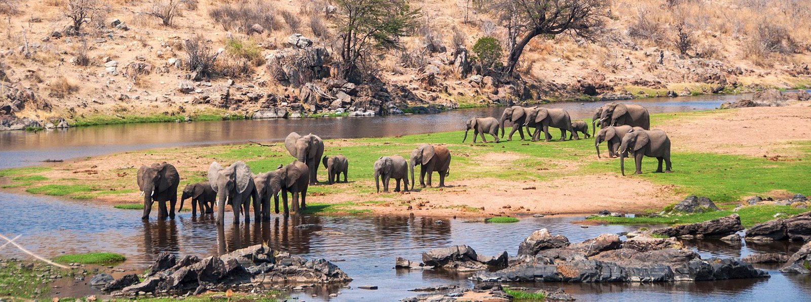 Herds of elephants at Ruaha National Park Tanzania - Explore Tanzania Southern Safari Circuit with Adeli Kenya Safaris