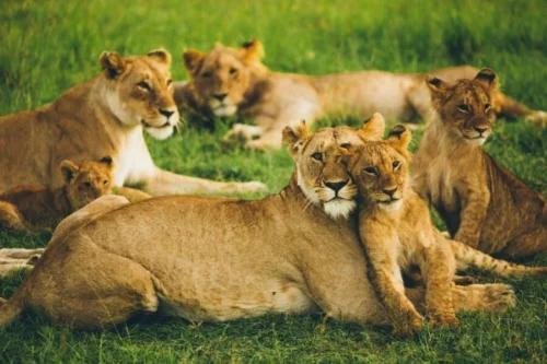Pride of Lions at Masai Mara National Reserve in Kenya - book the best Africa wildebeest migration safari tour packages in Kenya and Tanzania with Adeli Kenya Safaris - the best tours and travel company in Kenya & Tanzania