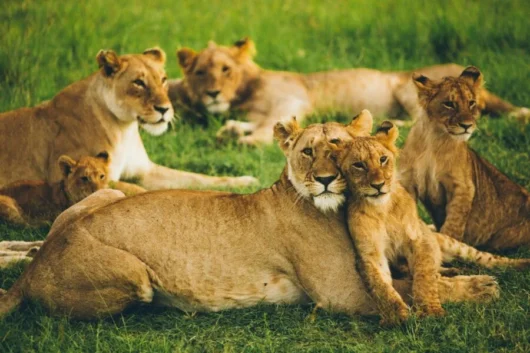 Tours 32 lions at masai mara national reserve book the best africa wildebeest migration safari tour packages in kenya with adeli kenya kenya safaris the best tours and travel company in kenya