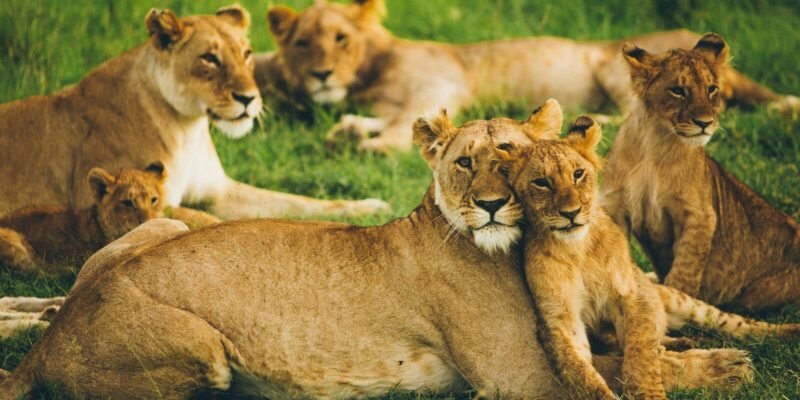 Pride of Lions at Masai Mara National Reserve in Kenya - book the best Africa wildebeest migration safari tour packages in Kenya and Tanzania with Adeli Kenya Safaris - the best tours and travel company in Kenya & Tanzania